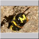 Cerceris quadricincta - Knotenwespe w002b 10mm - OS-Wallenhorst-Sandgrube-det.jpg